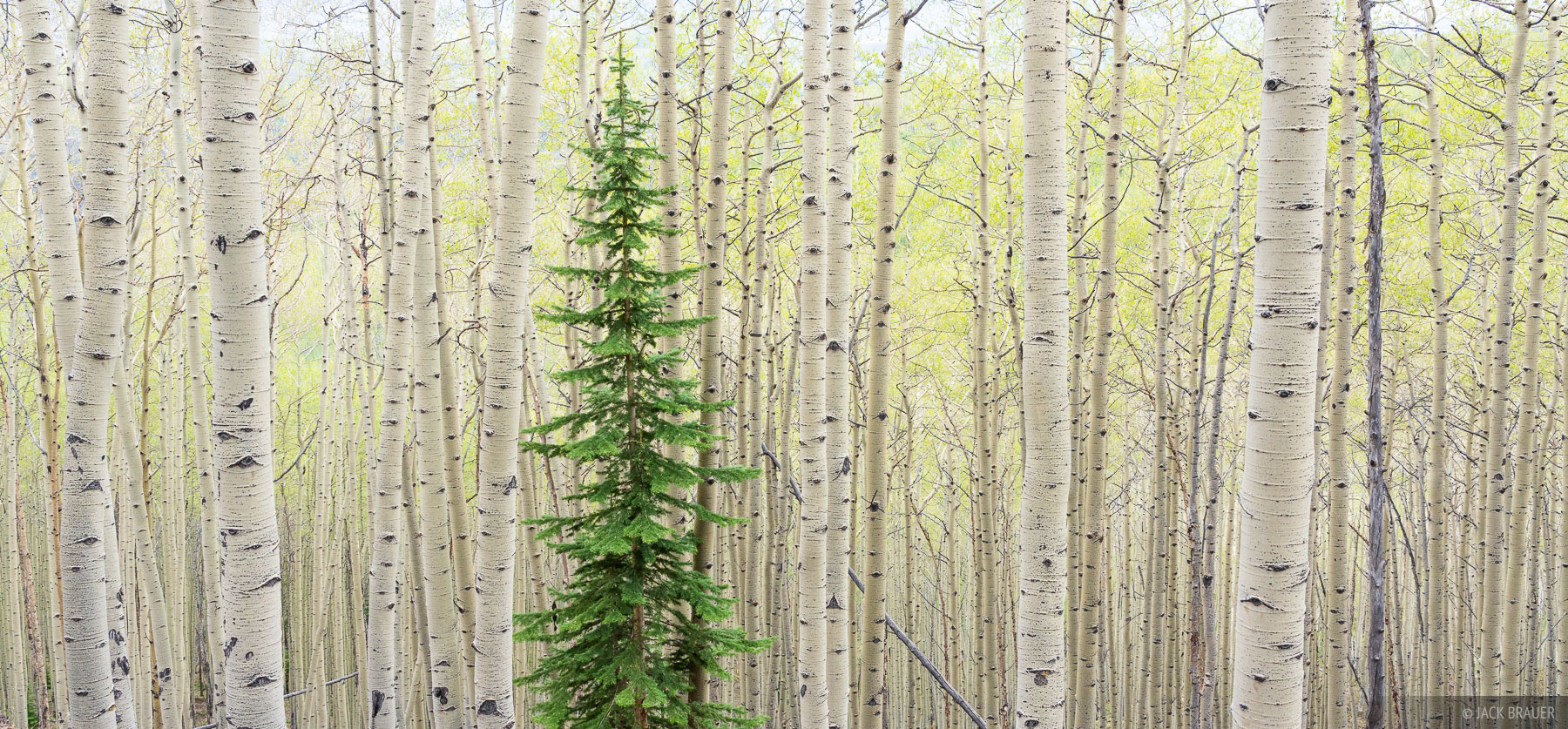 The Lonely Pine