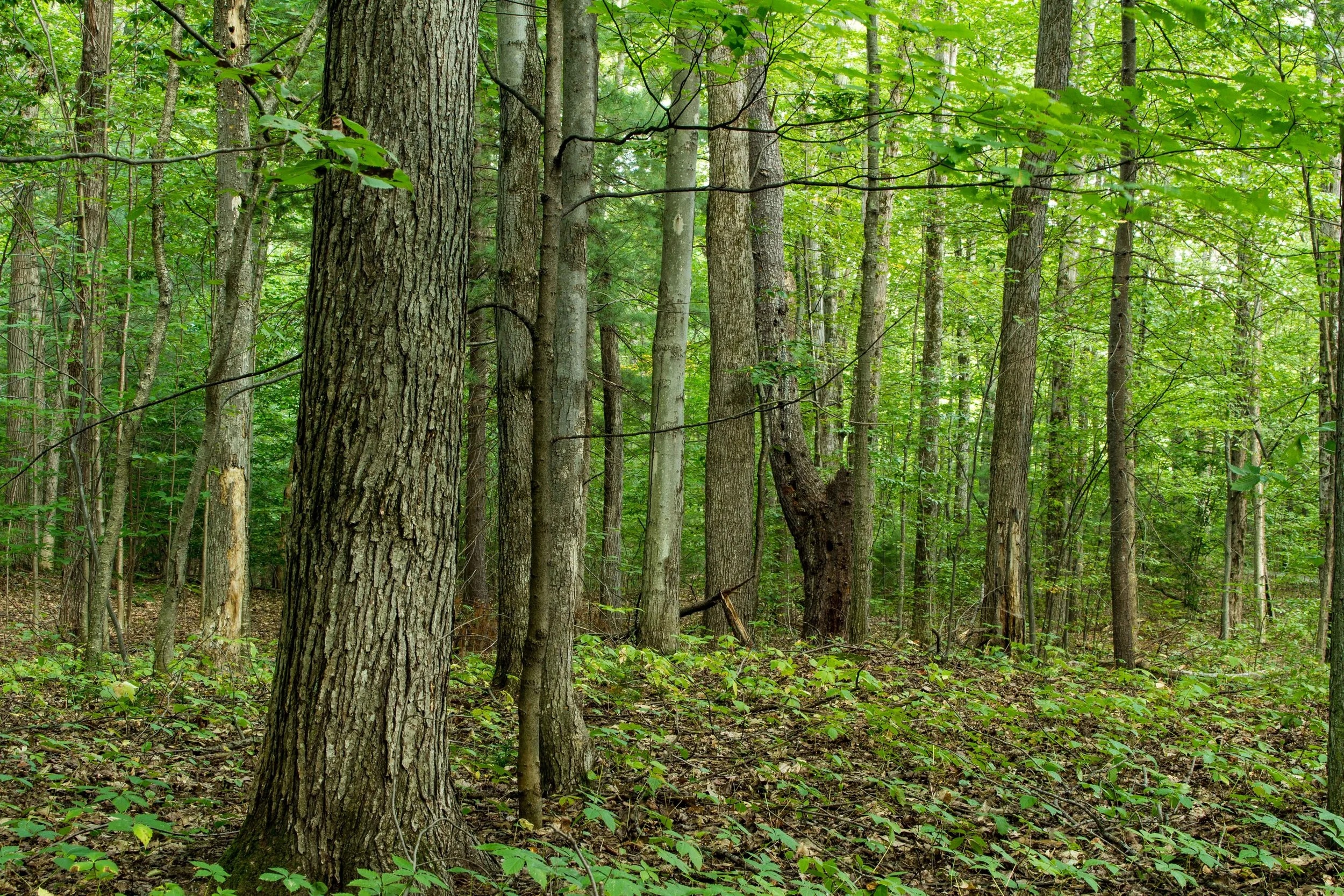A Friend in the Wood